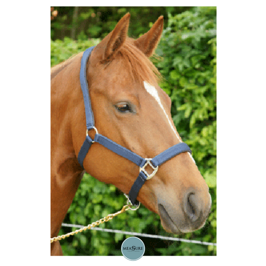 HB Halster neopreen onderlegd