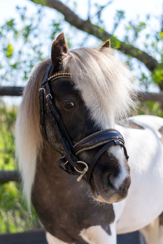 HB Showtime Welsh Bridle Rocky glitter