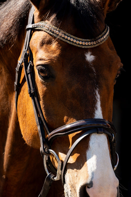 HB Showtime Jump lak