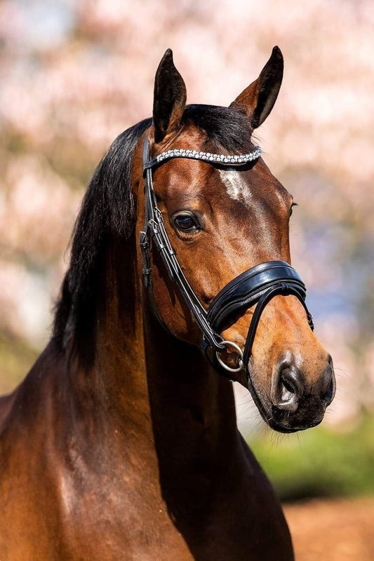 HB Show-time Fancy lak