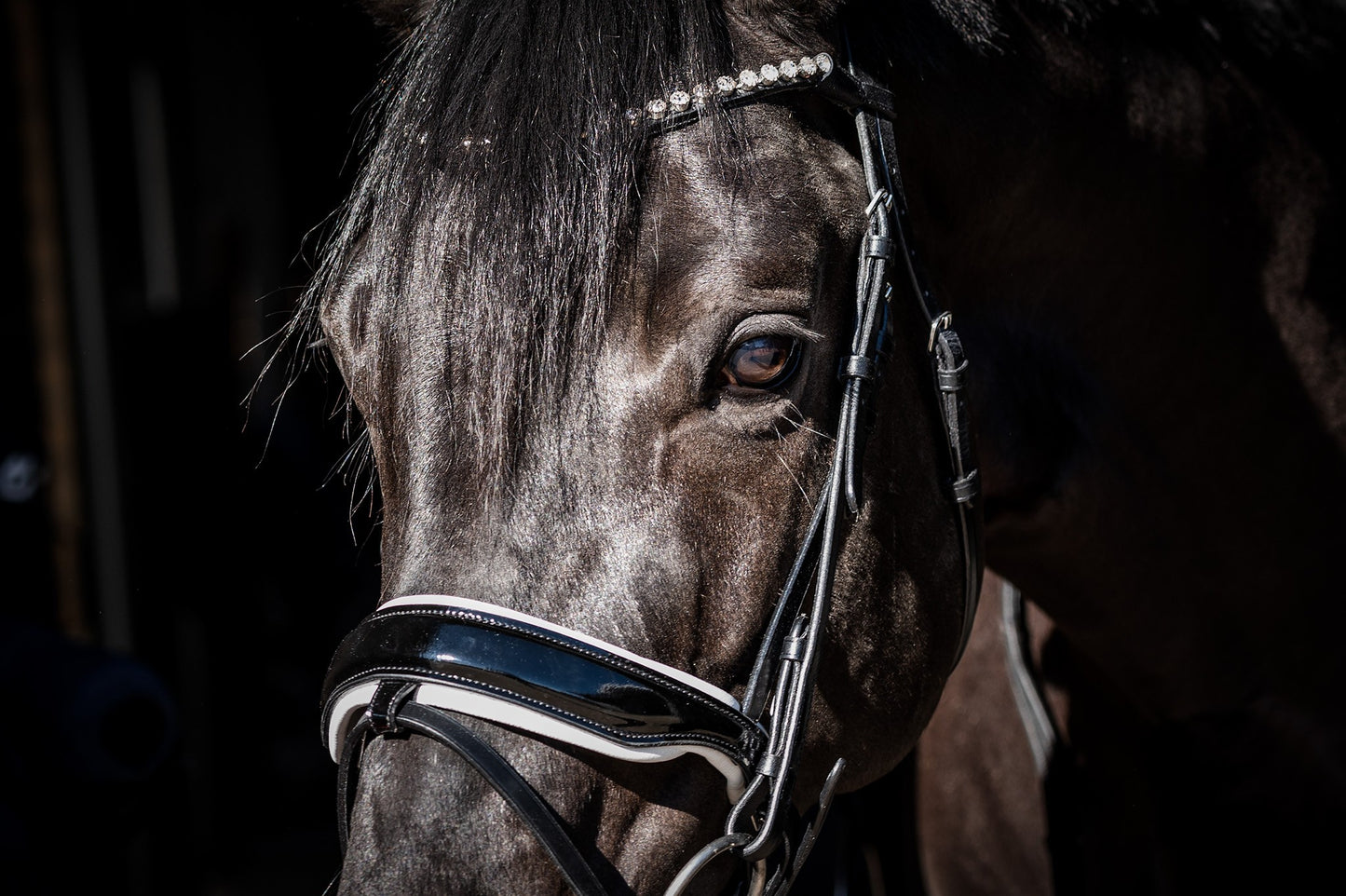 HB Showtime Special Guy