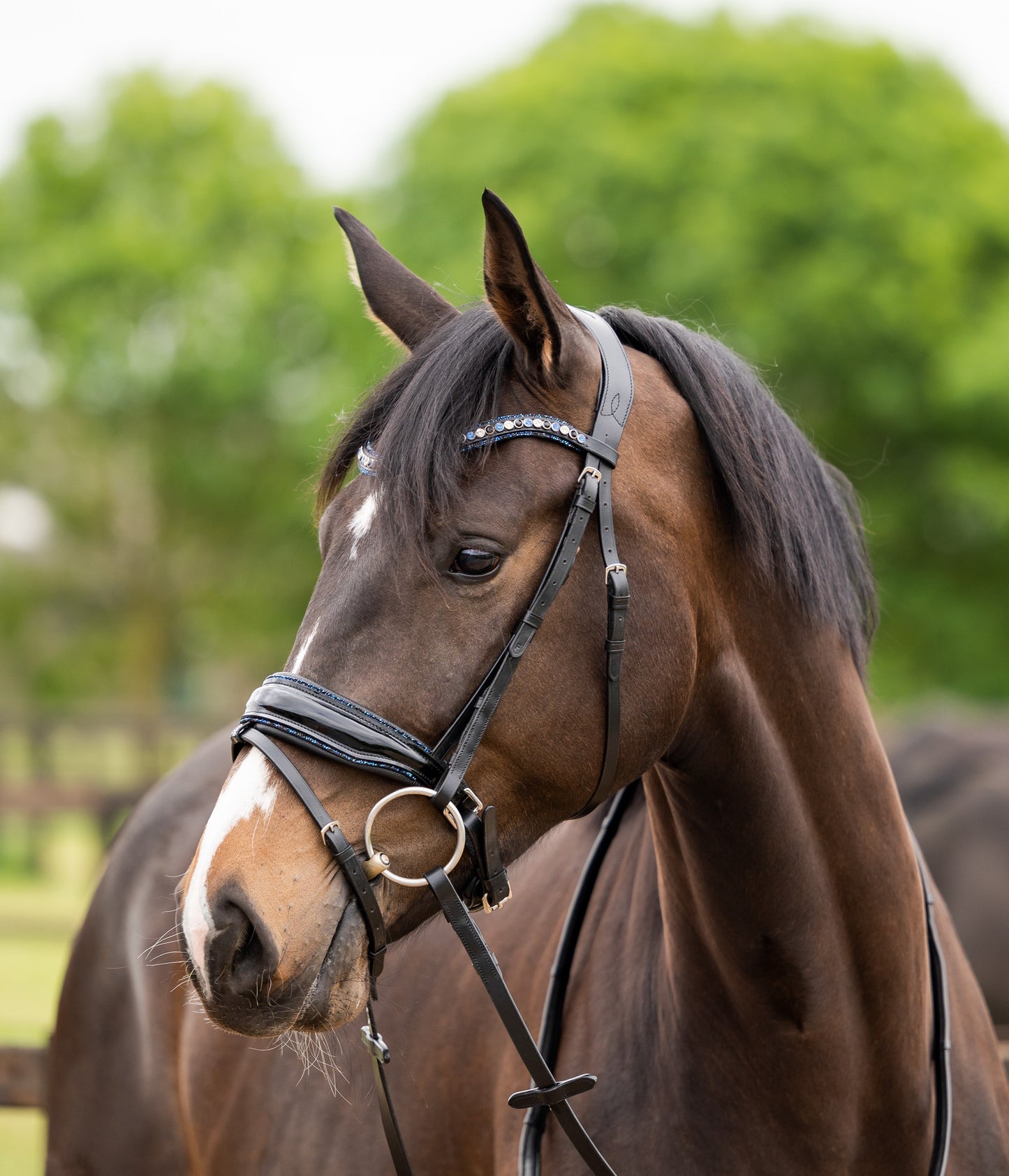 HB Showtime Las Vegas