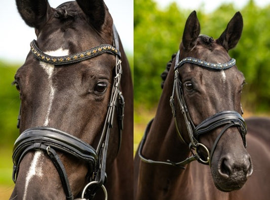 HB Showtime Las Vegas