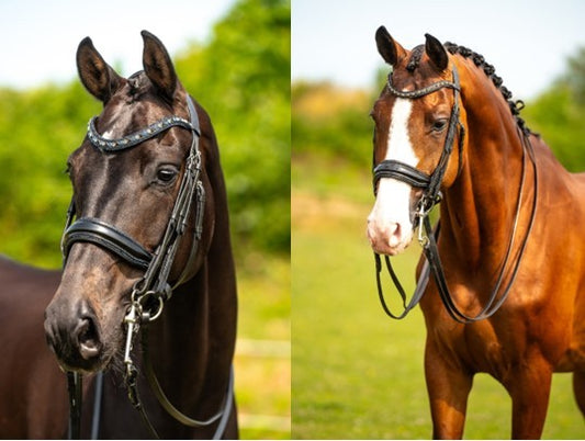 HB Showtime All You Needed