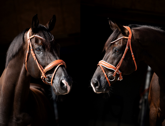 HB Showtime Chesnuth