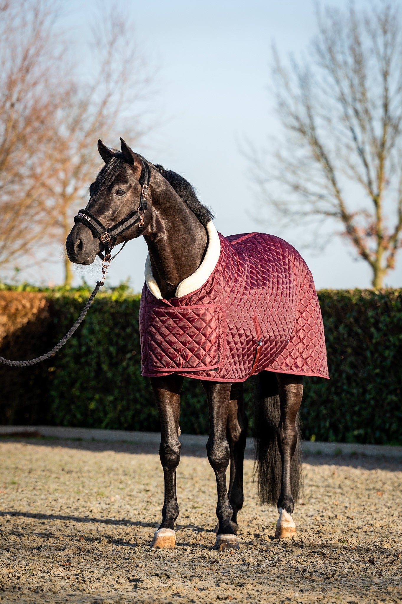 HB Showtime showdeken Desir