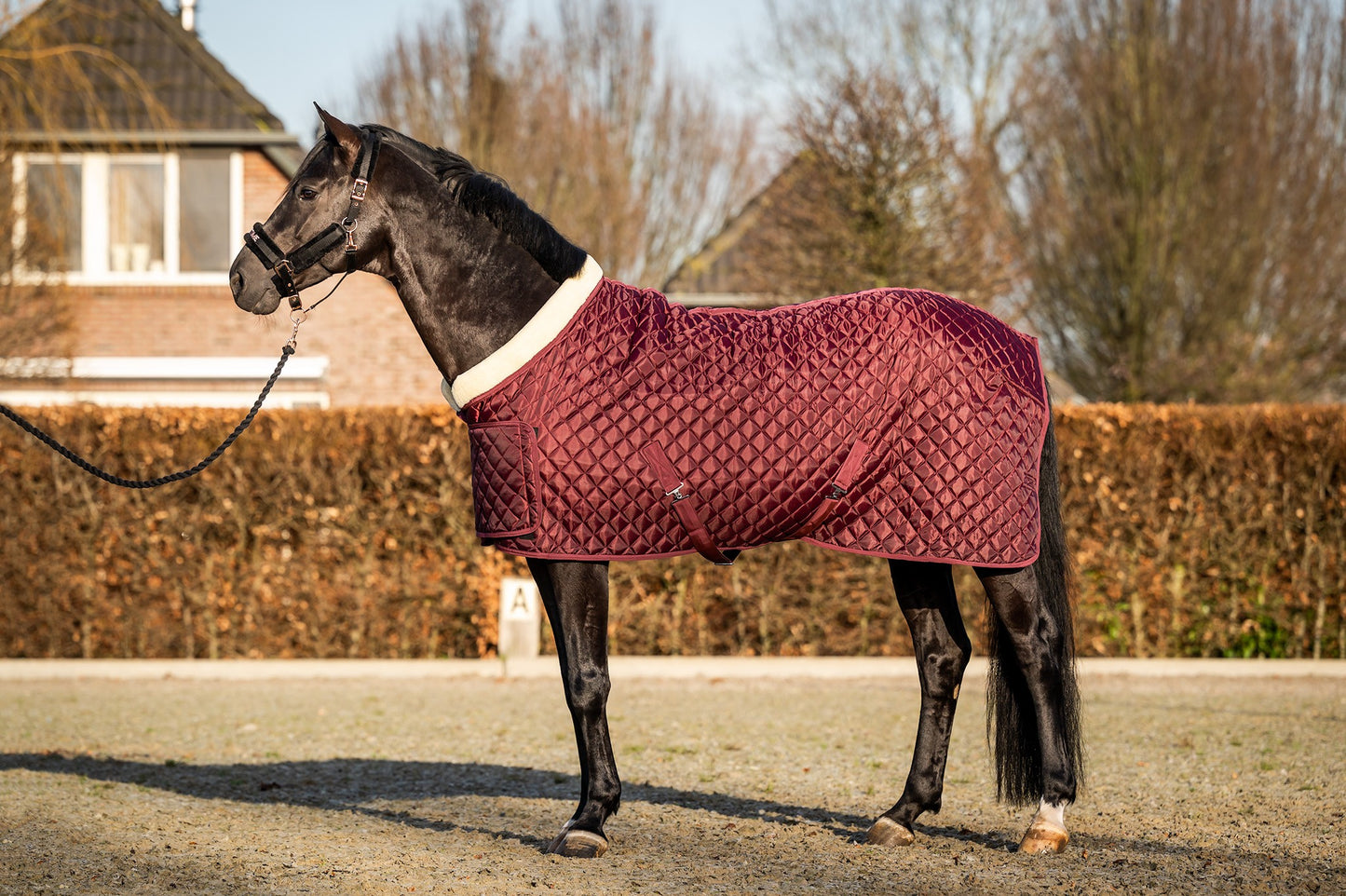 HB Showtime showdeken Desir