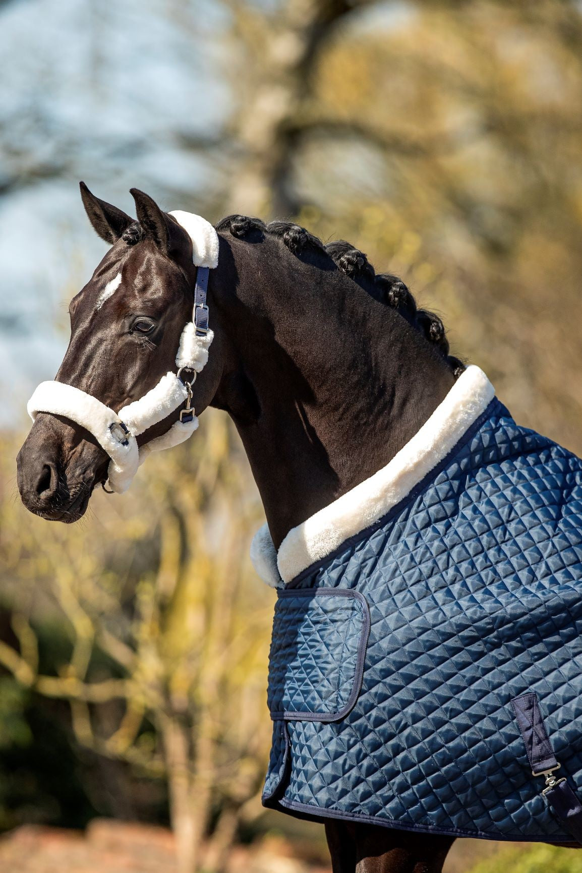 HB Showtime showdeken Desir