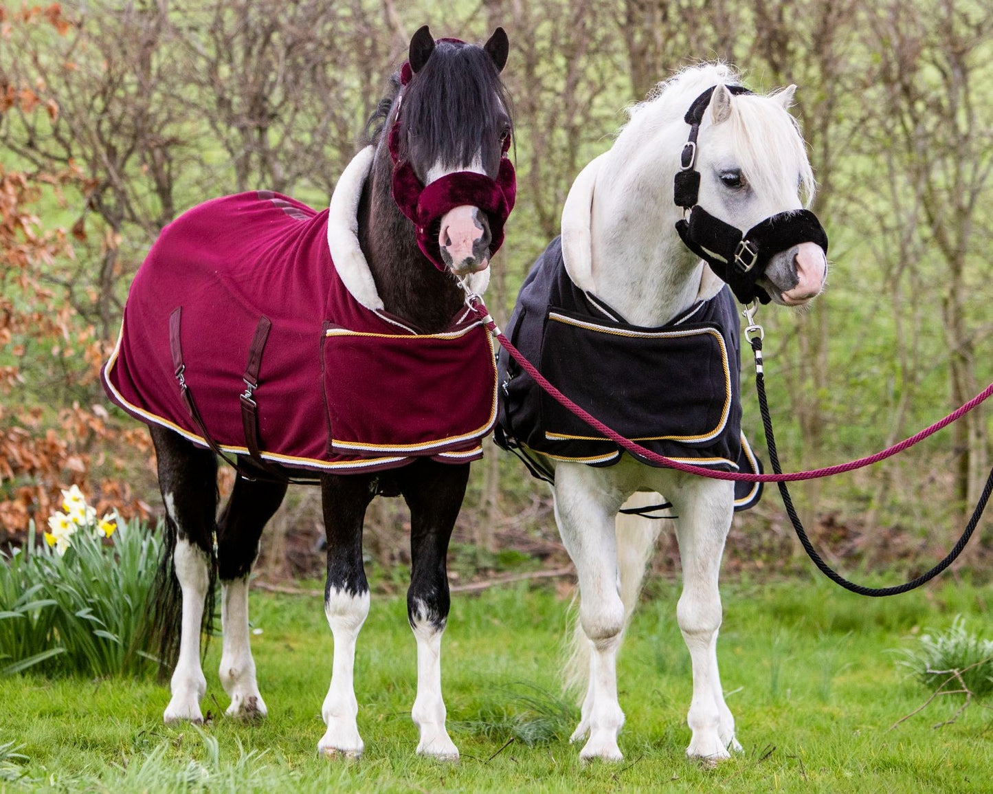 HB Showtime Harry and Hector Dutch Crown little sizes