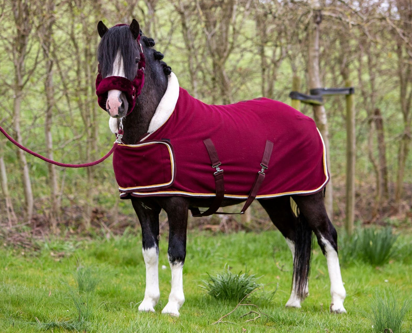 HB Showtime Harry and Hector Dutch Crown little sizes