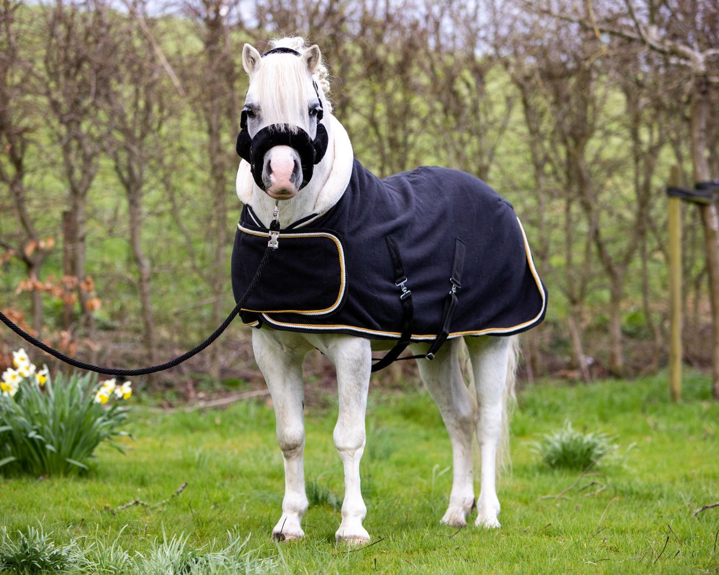 HB Showtime Harry and Hector Dutch Crown little sizes