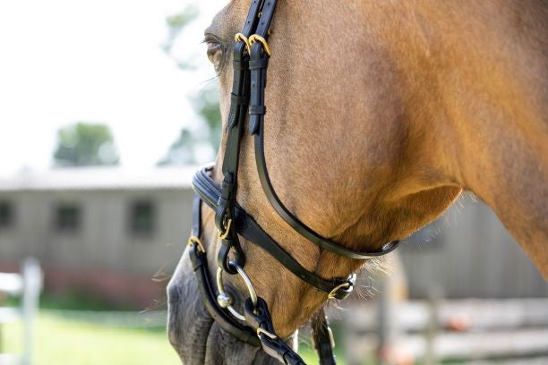 HB Hoofdstel Basic Zwart met zwart onderlegd