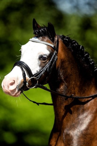 HB Luxe hoofdstel little sizes