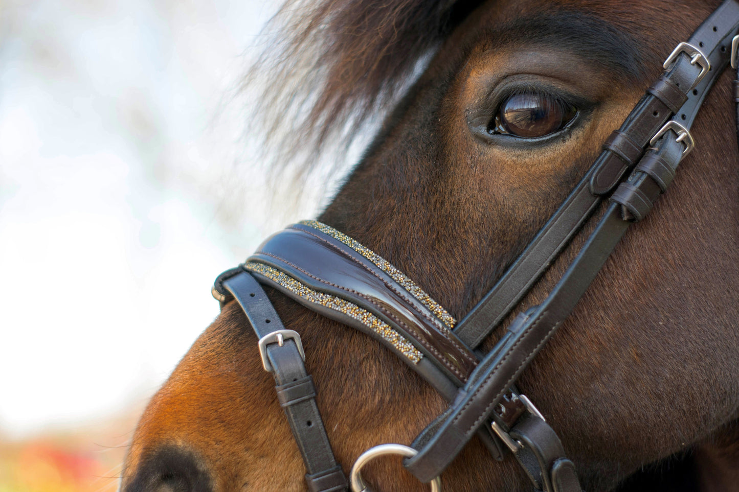 HB Showtime Welsh Bridle Rocky glitter
