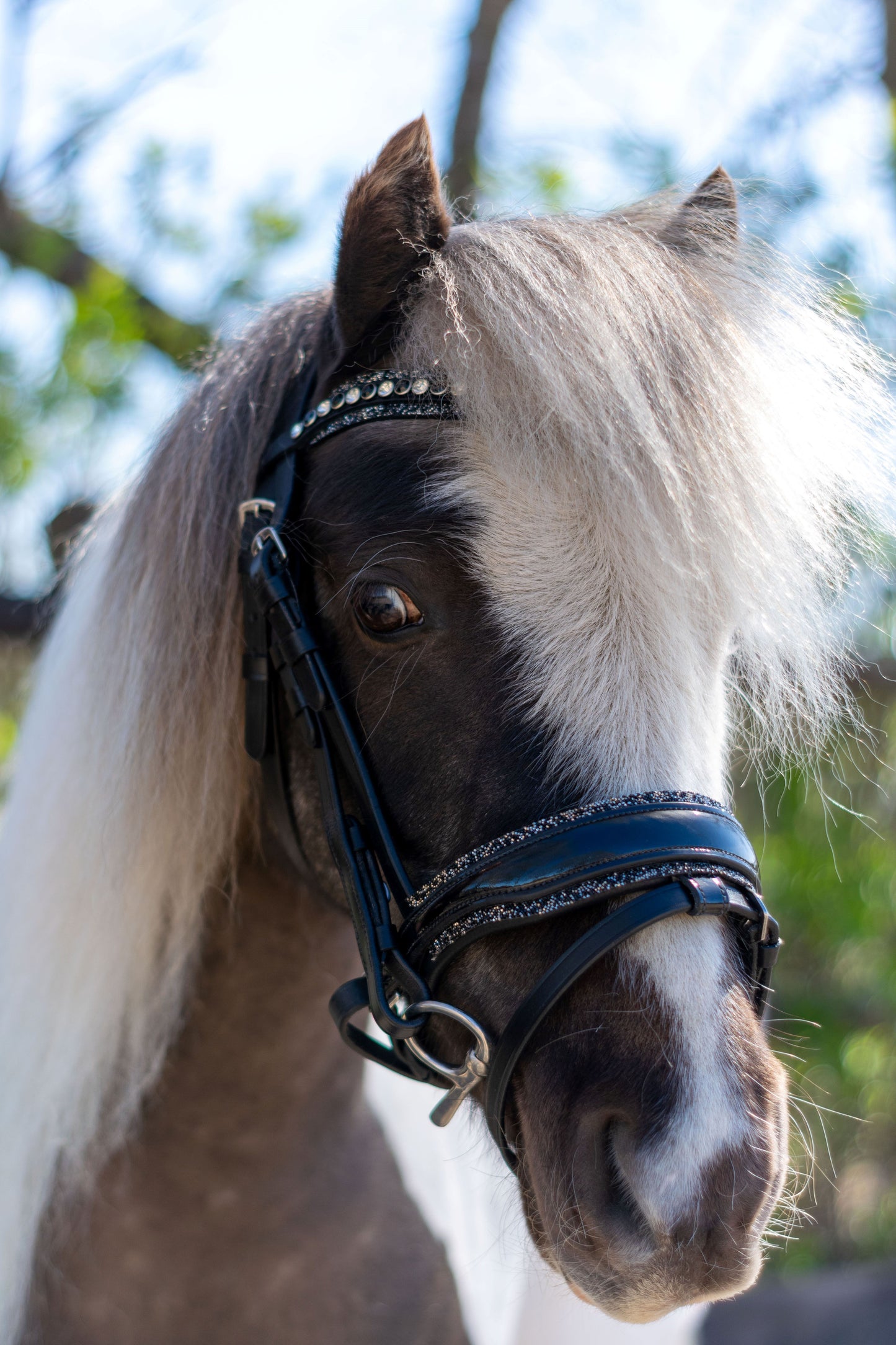 HB Showtime Welsh Bridle Rocky glitter
