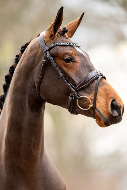 HB Showtime Great Escape Brown