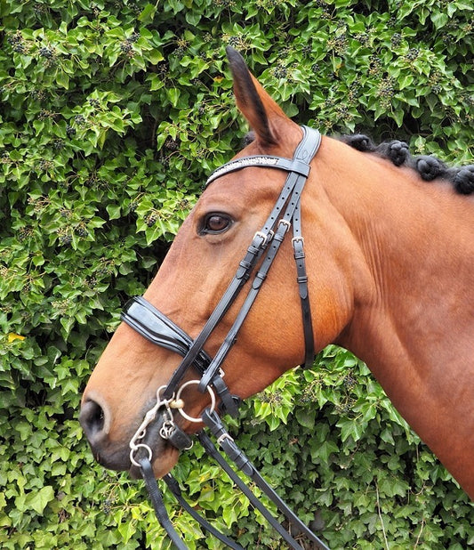 HB Showtime Stang en trens hoofdstel Great Pleasure lak