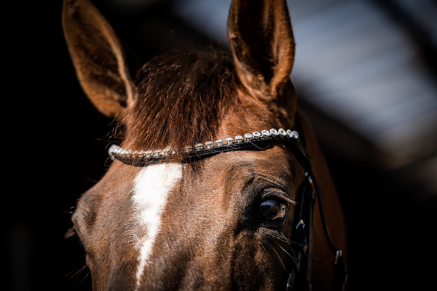 HB Showtime Special Guy