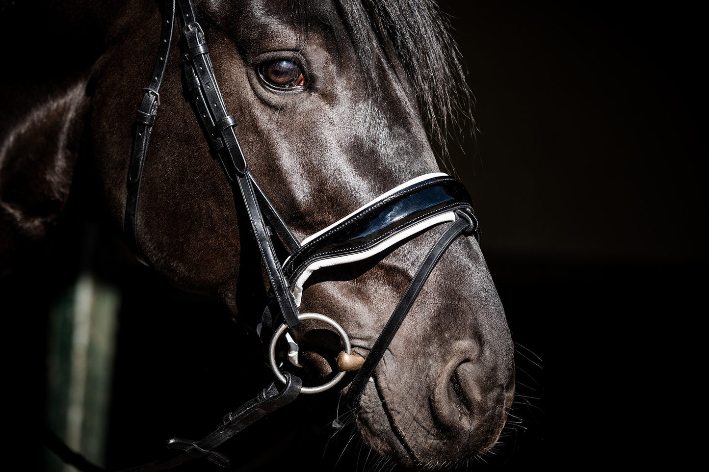 HB Showtime Special Guy