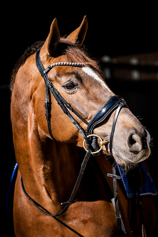 HB Showtime Special Guy