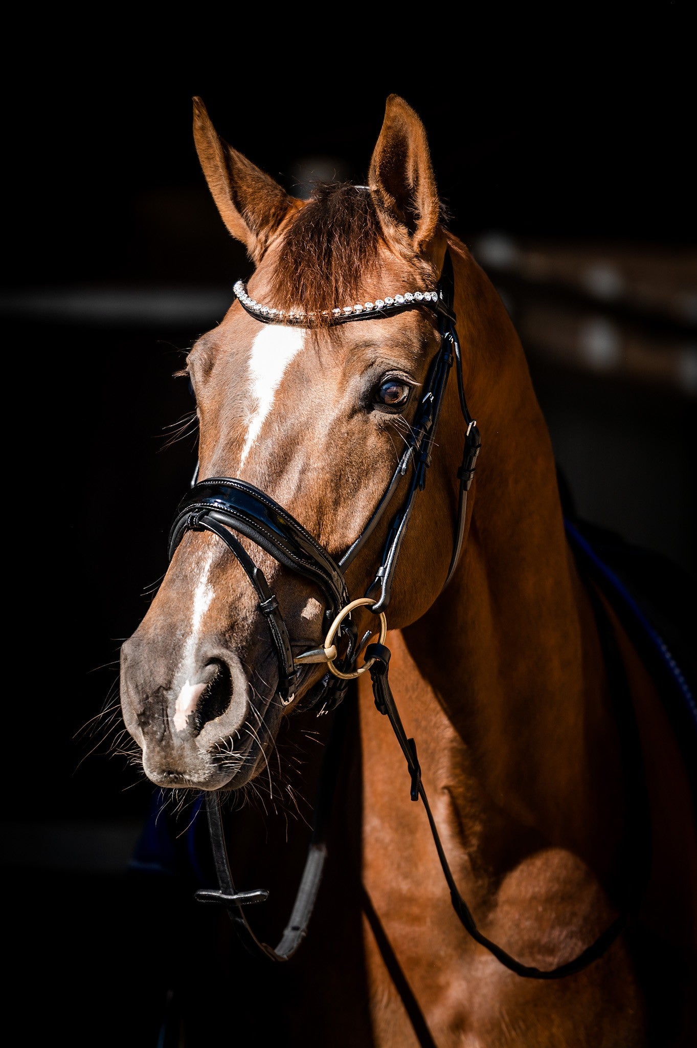 HB Showtime Special Guy