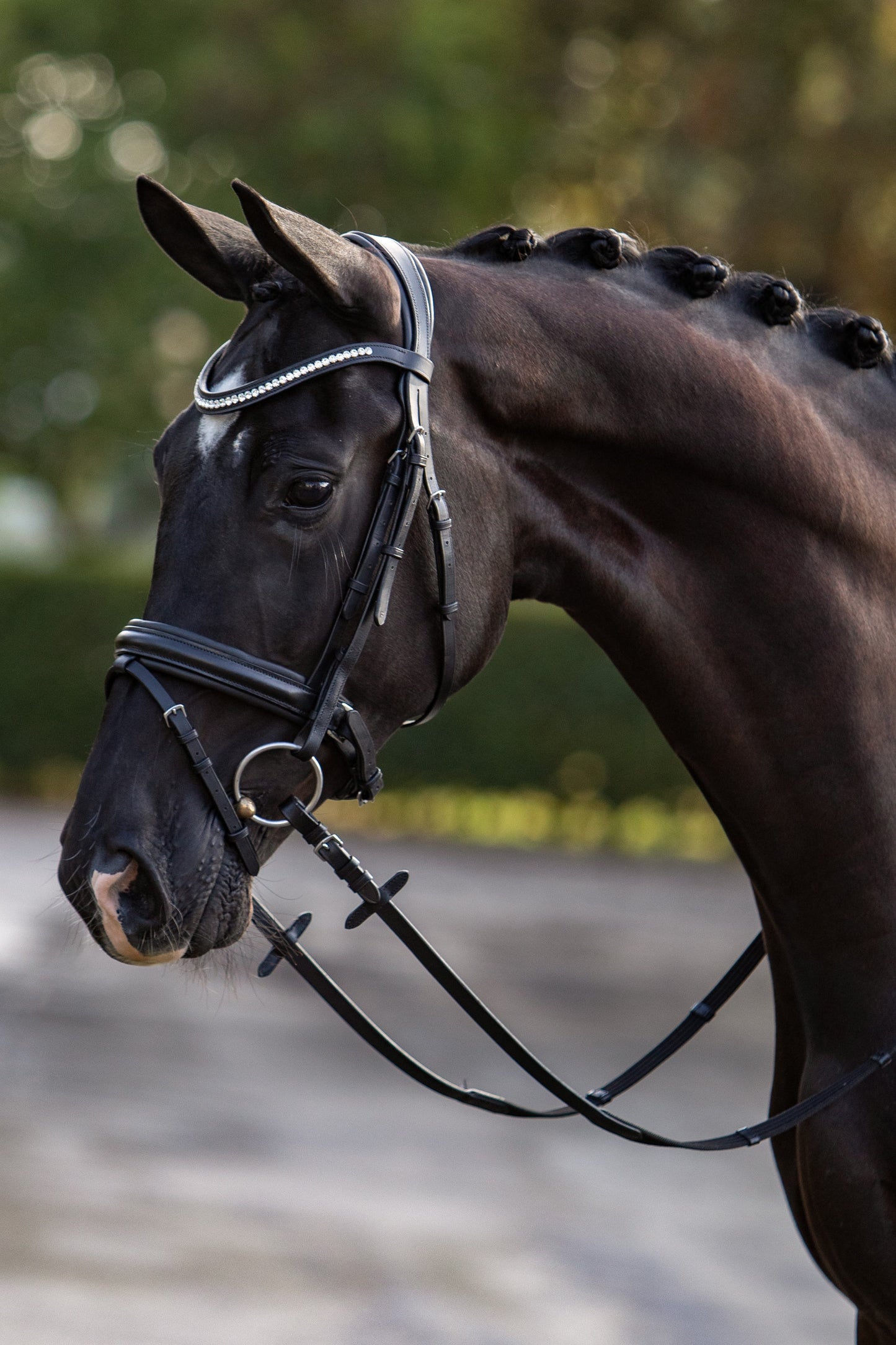 HB Showtime hoofdstel Stars