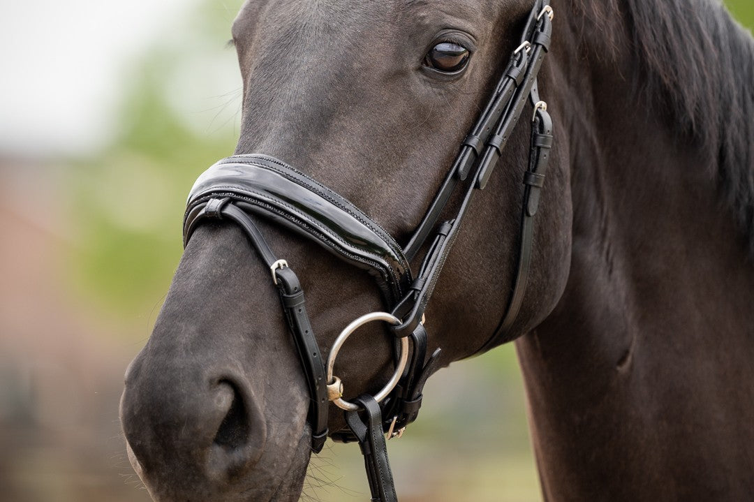 HB Showtime Las Vegas