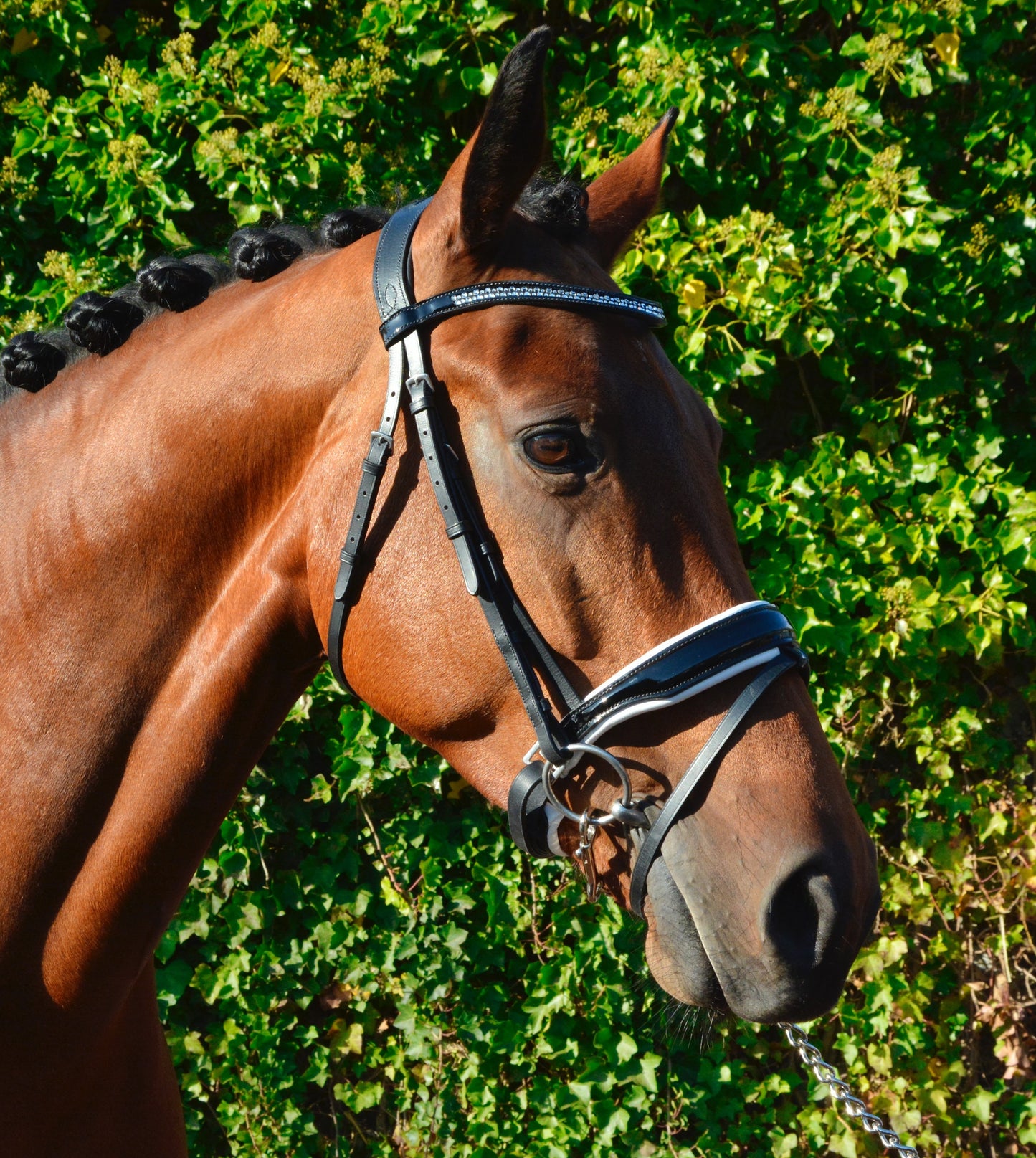 HB Showtime Hoofdstel Saffier