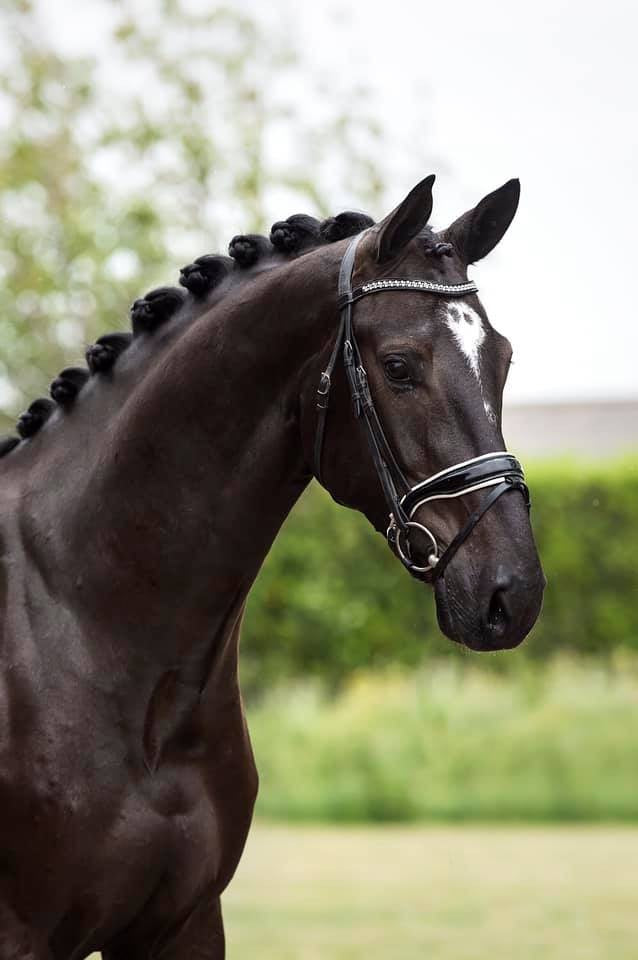 HB Showtime Hoofdstel Saffier