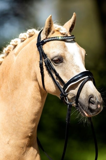 HB Showtime Hoofdstel Saffier