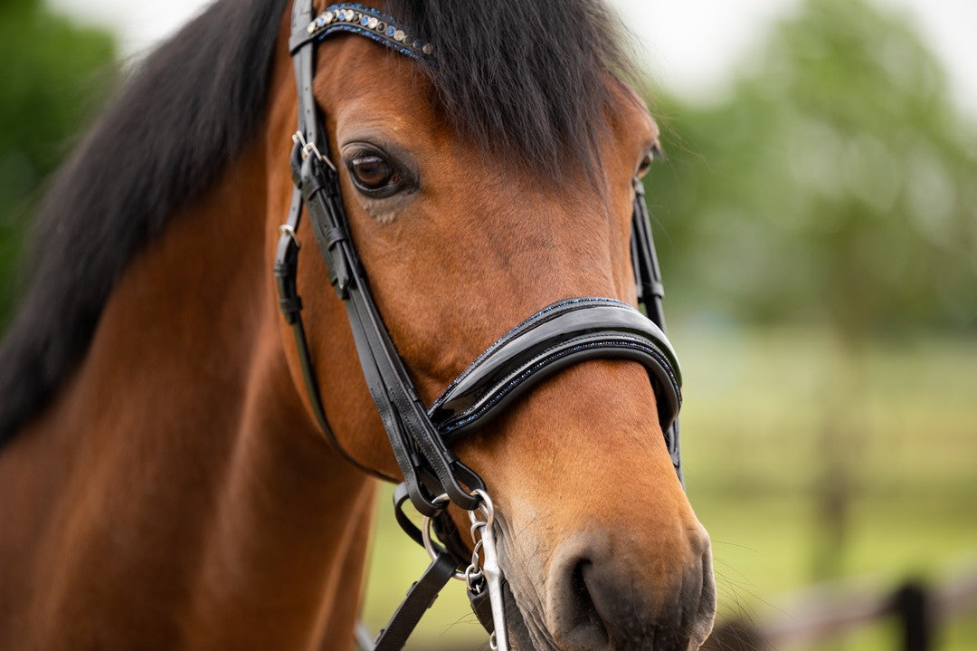 HB Showtime All You Needed