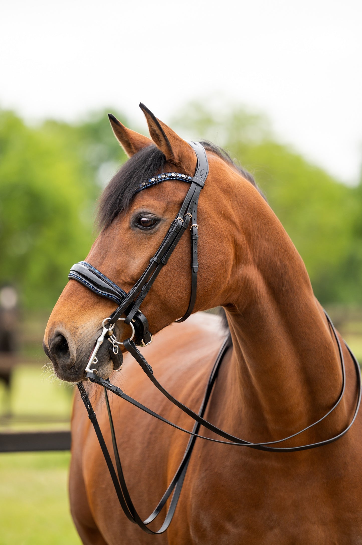 HB Showtime All You Needed