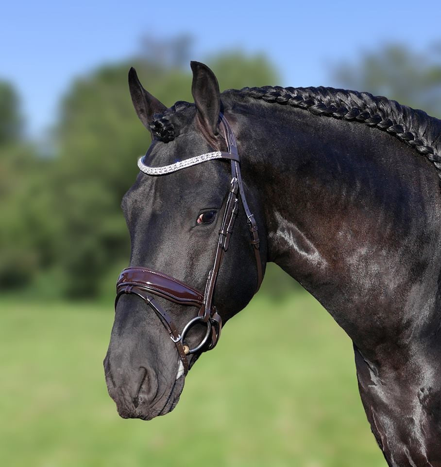 HB Showtime Hoofdstel Chicago