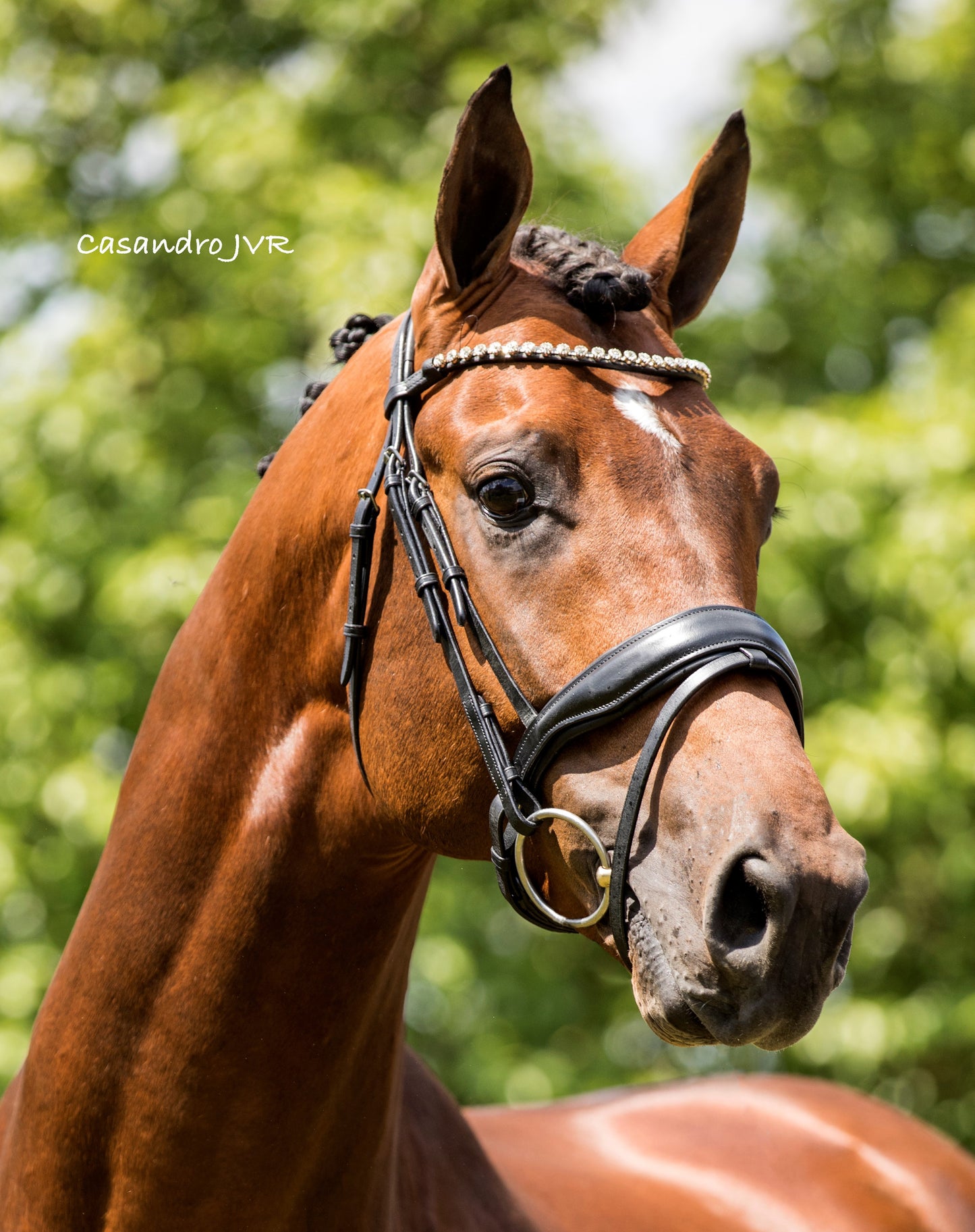 HB Showtime Hoofdstel Luxery