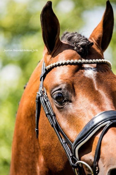 HB Showtime Hoofdstel Grandprix