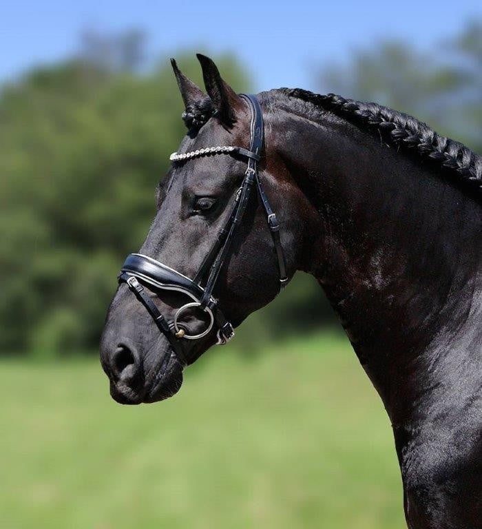 HB Showtime Hoofdstel Grandprix