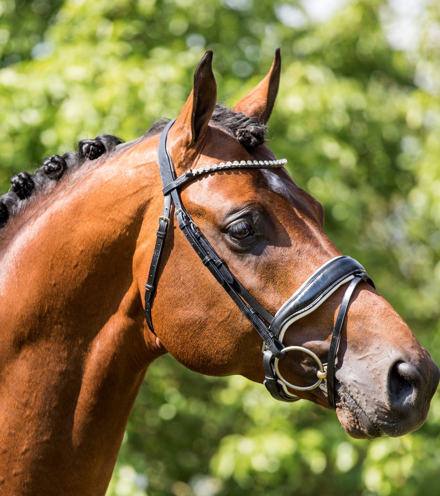 HB Showtime Hoofdstel Grandprix