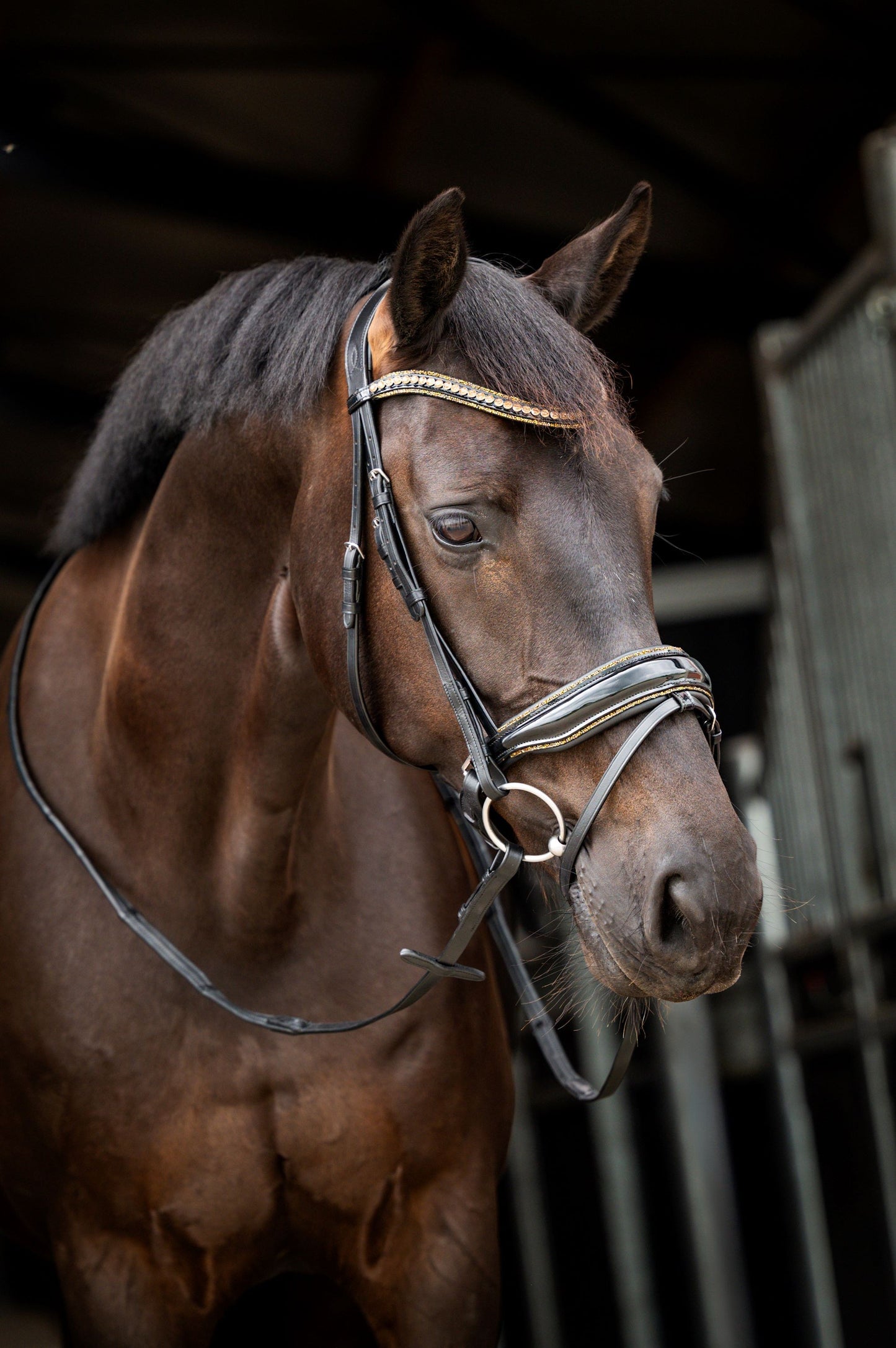 HB Showtime Golden Dreams