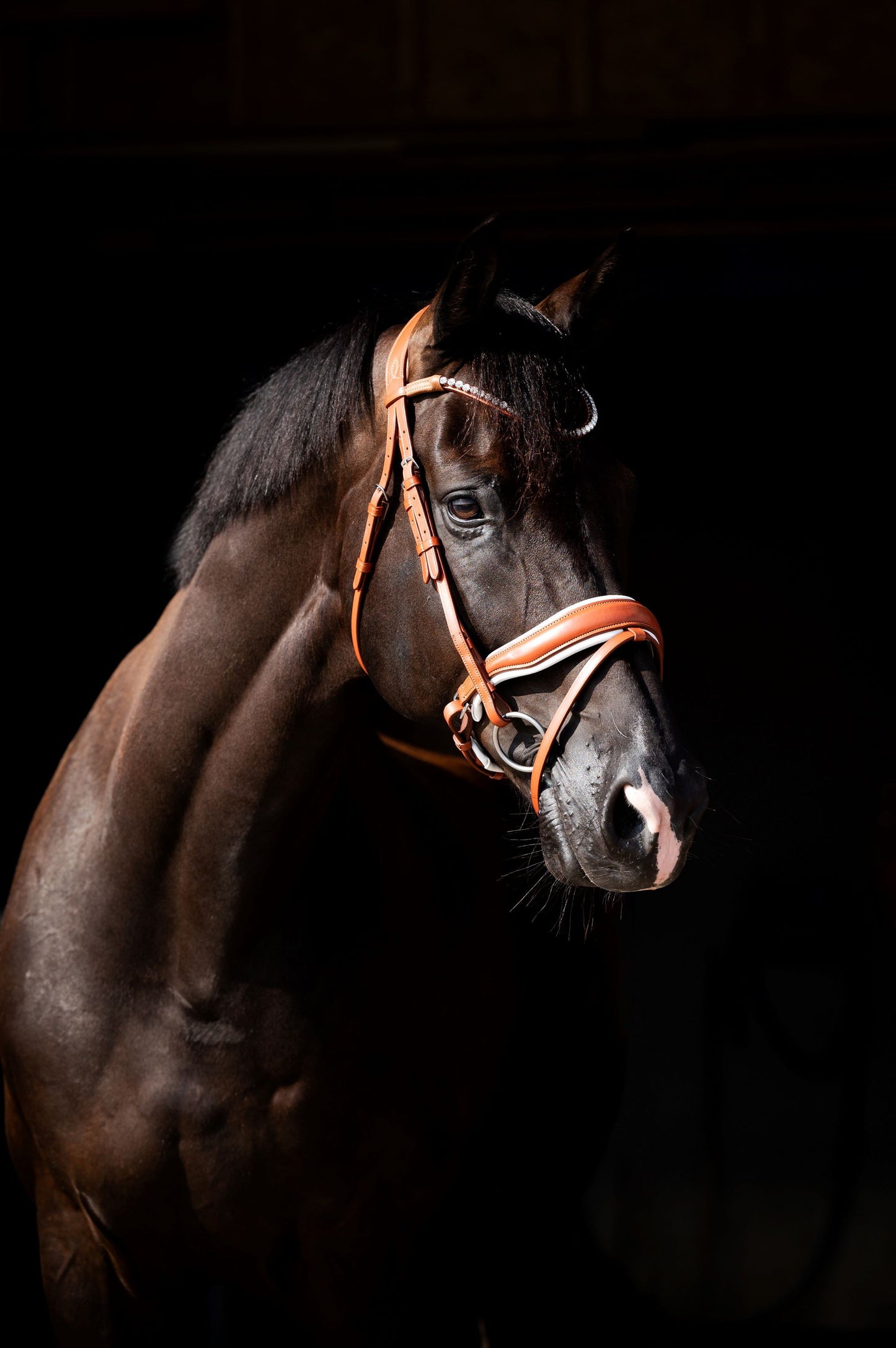 HB Showtime Chesnuth