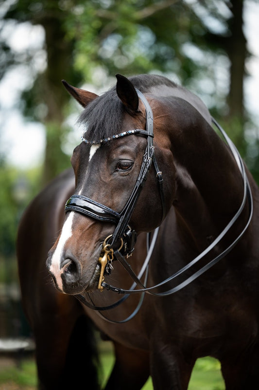 HB Showtime Special for You