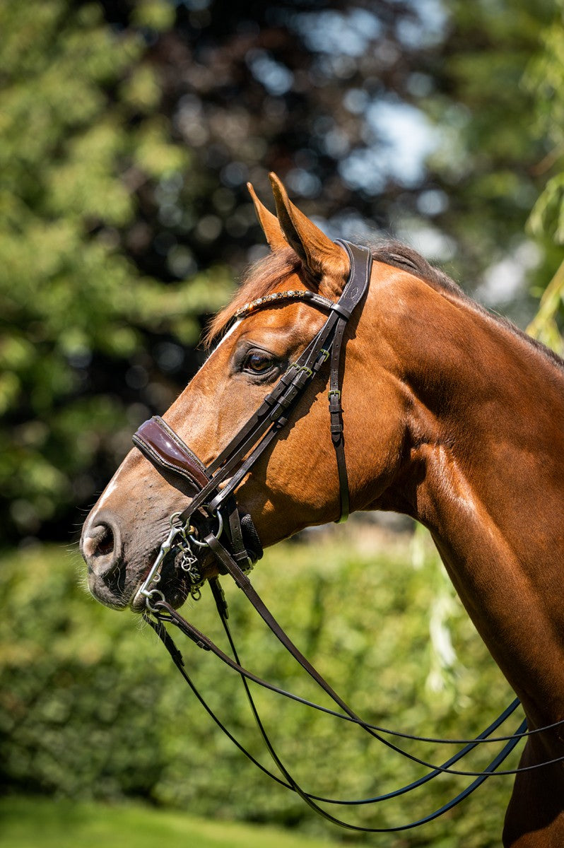 HB Showtime Special for You