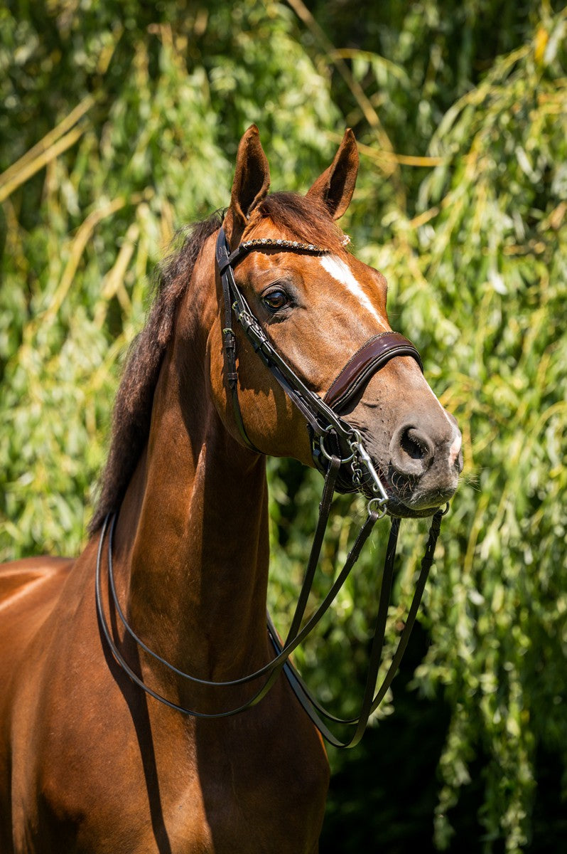 HB Showtime Special for You