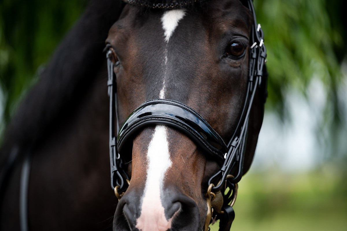 HB Showtime Special for You