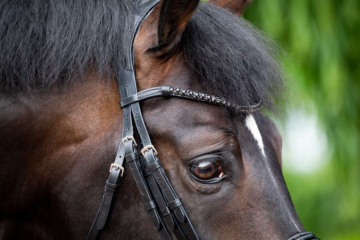 HB Showtime Special for You