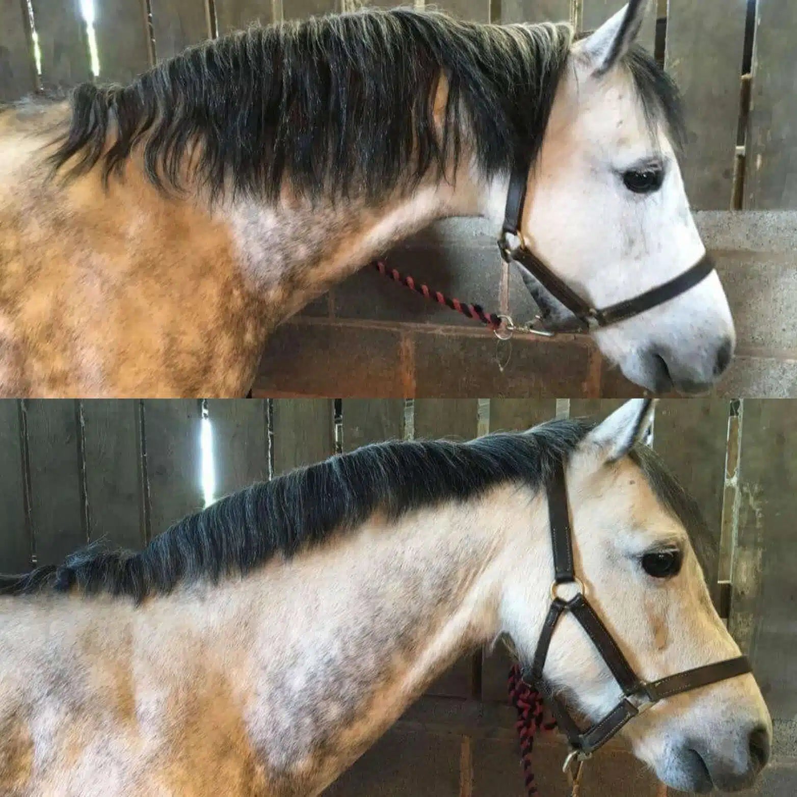 Smart Grooming Smart Mane uitdunkam