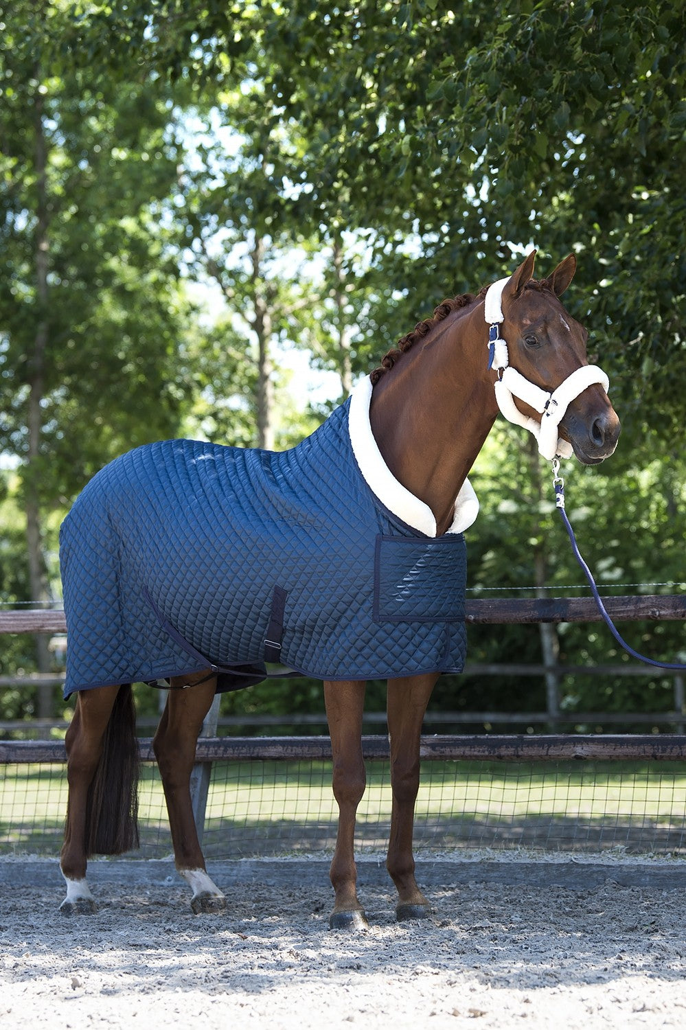 HB Showtime showdeken Desir